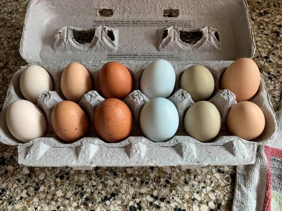 Know Your Farmer Bramble's Edge Farm